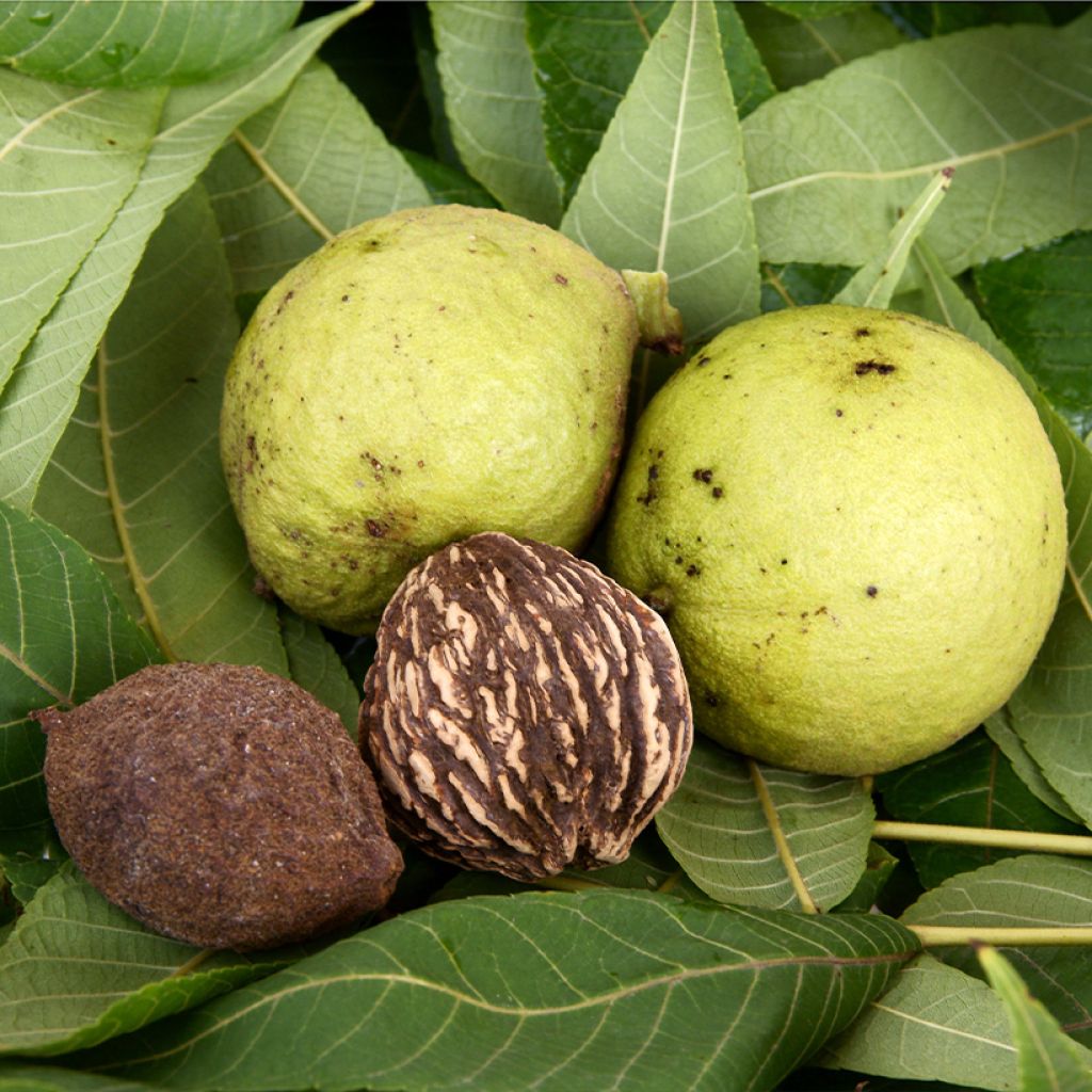 Mustajalopähkinä - Juglans nigra