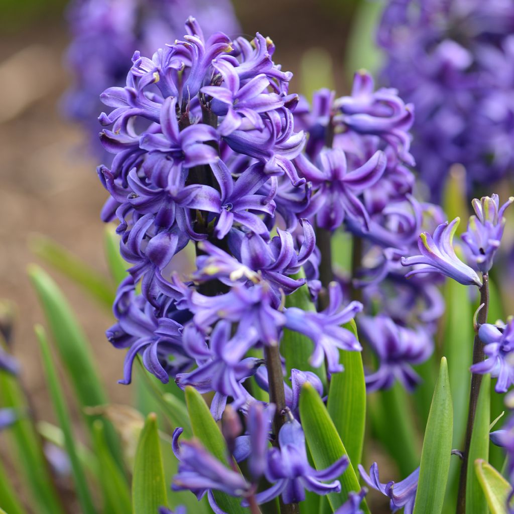 Hyötöön valmisteltu Hyasintti Blue Pearl