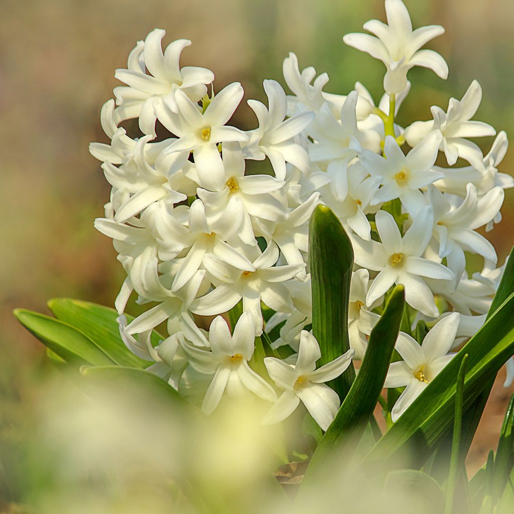 Hyasintti Carnegie