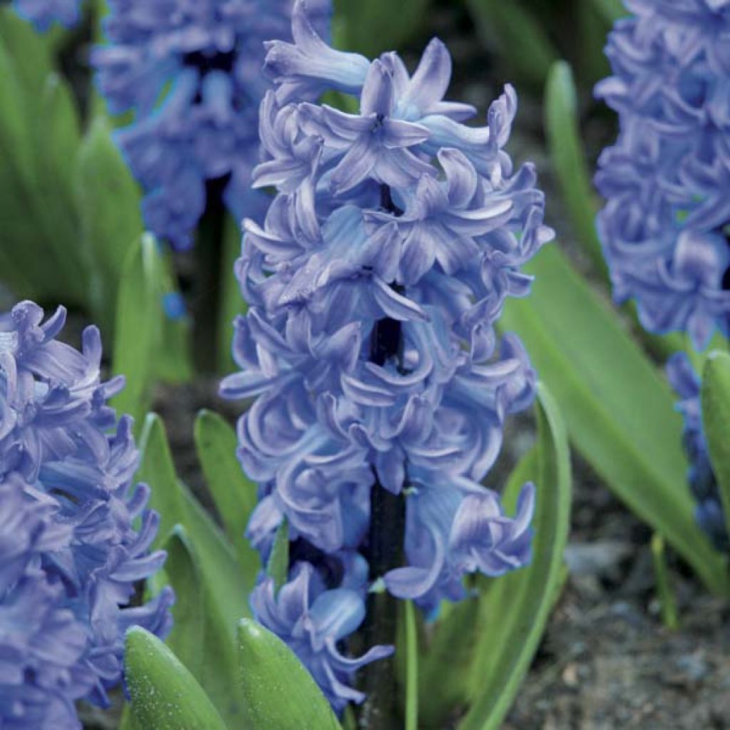 Hyasintti Delft Blue
