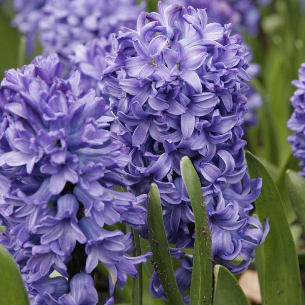 Hyasintti Delft Blue
