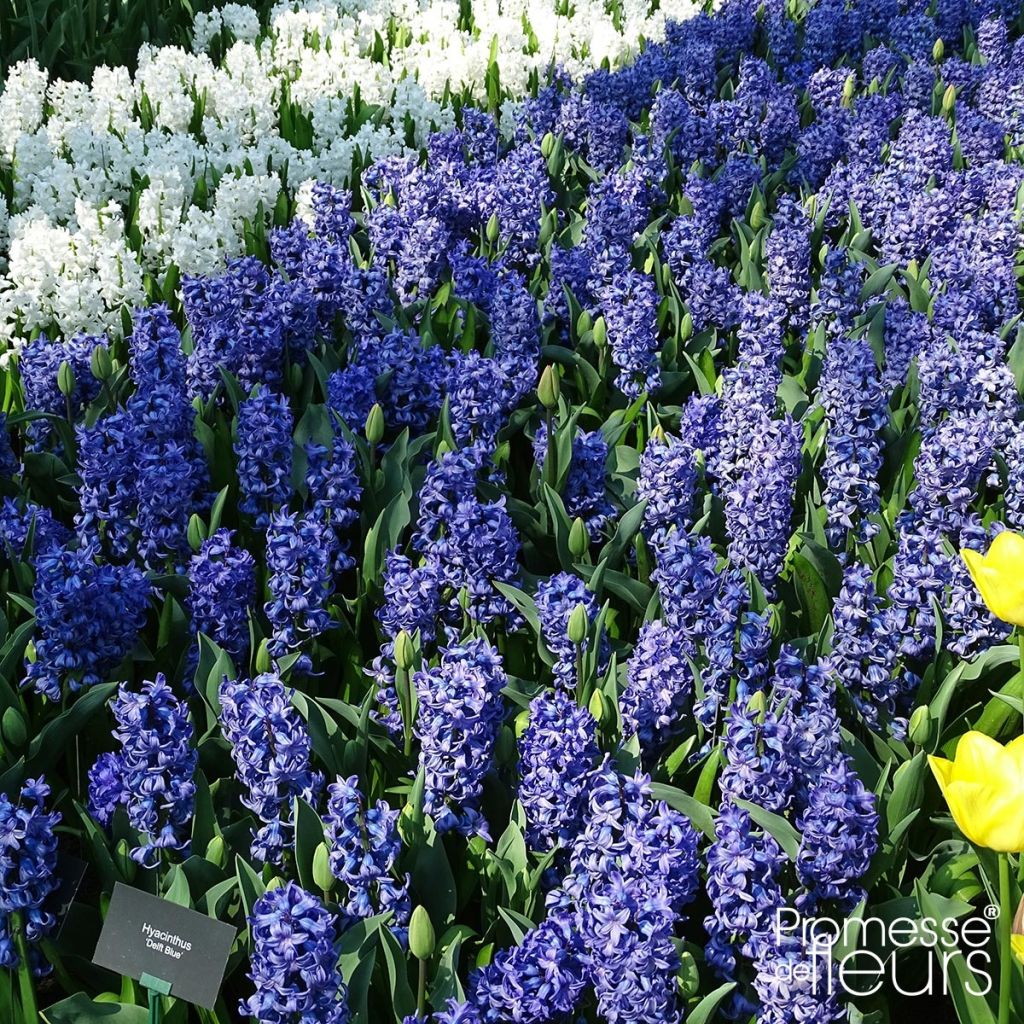 Hyasintti Delft Blue