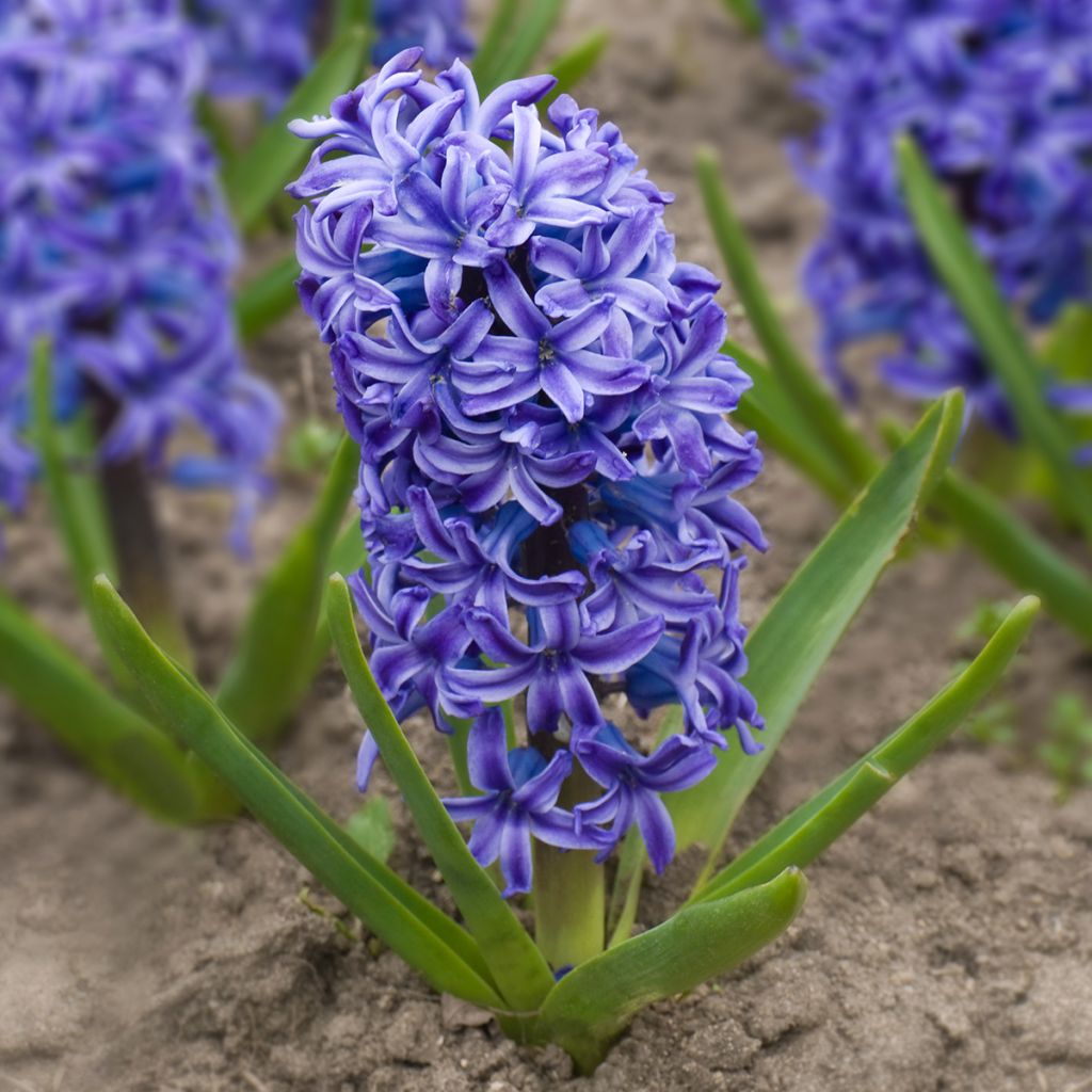 Hyasintti Delft Blue