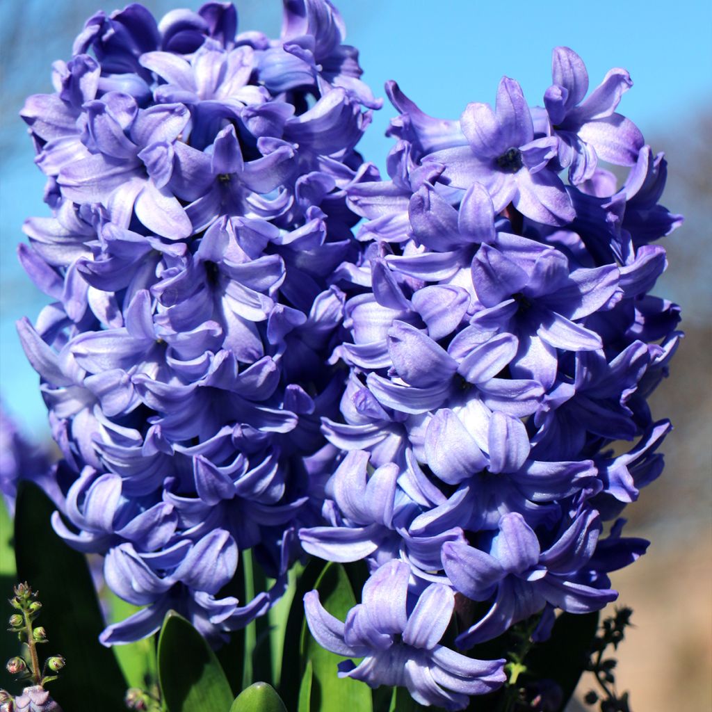 Hyasintti Delft Blue