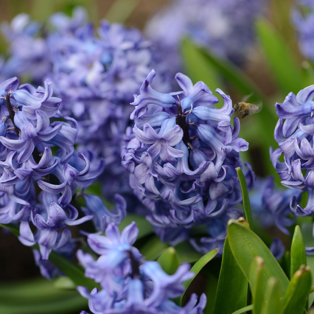 Hyasintti Delft Blue