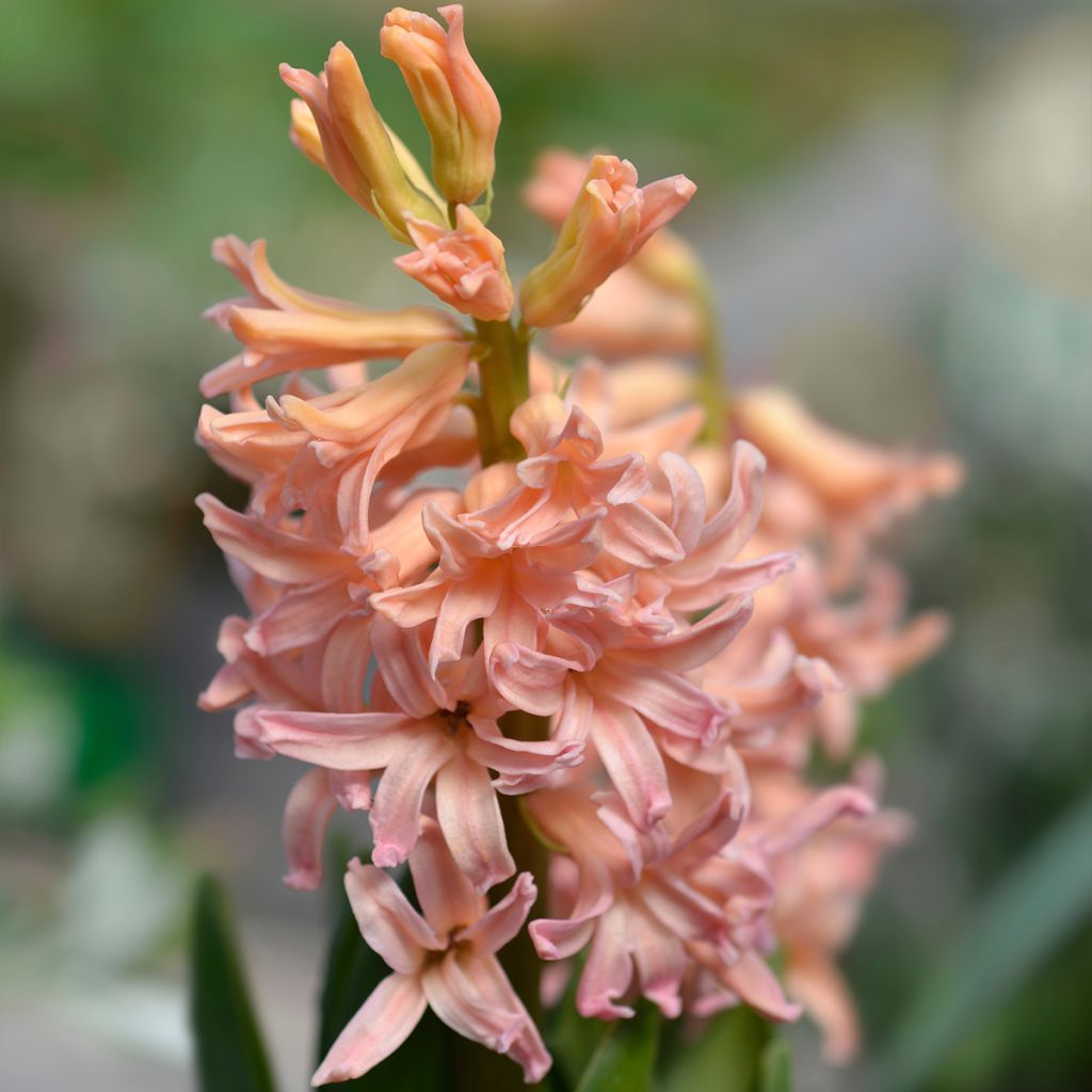 Hyasintti Gipsy Queen