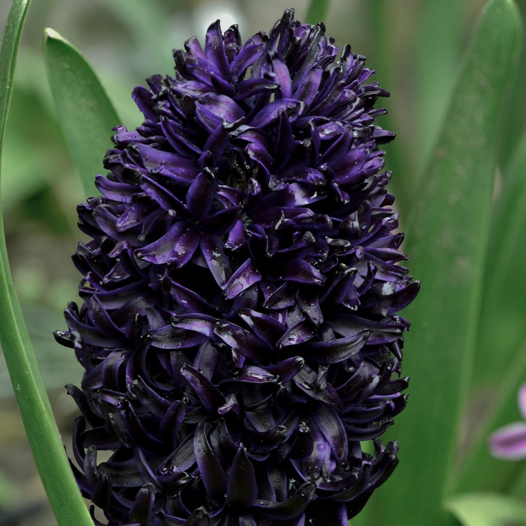 Hyasintti Midnight Sky