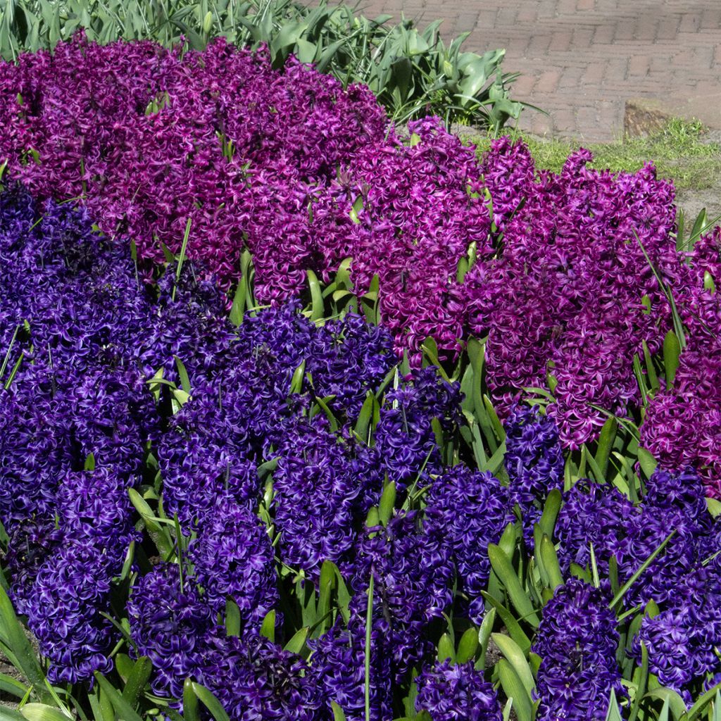 Hyasintti Purple Sensation