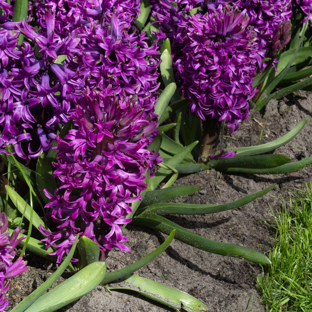 Hyasintti Purple Sensation
