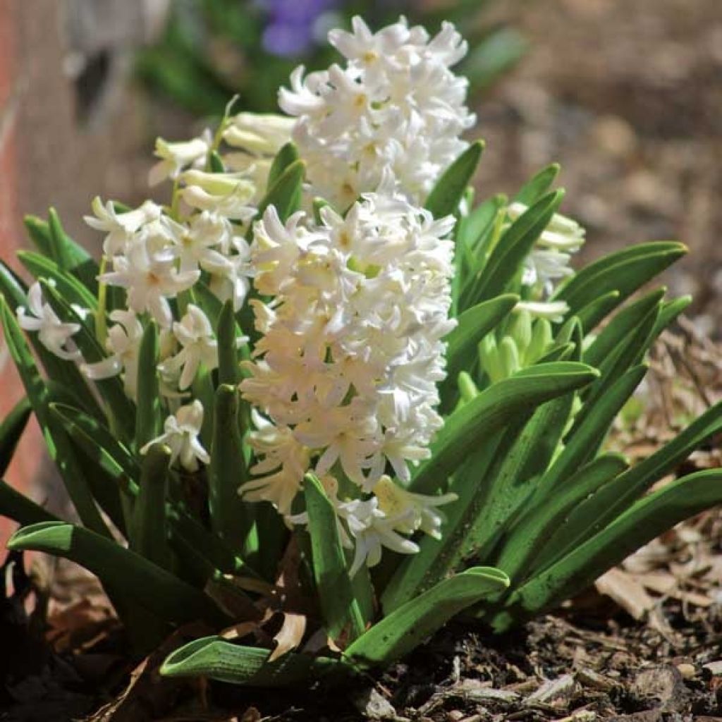 Hyasintti Carnegie