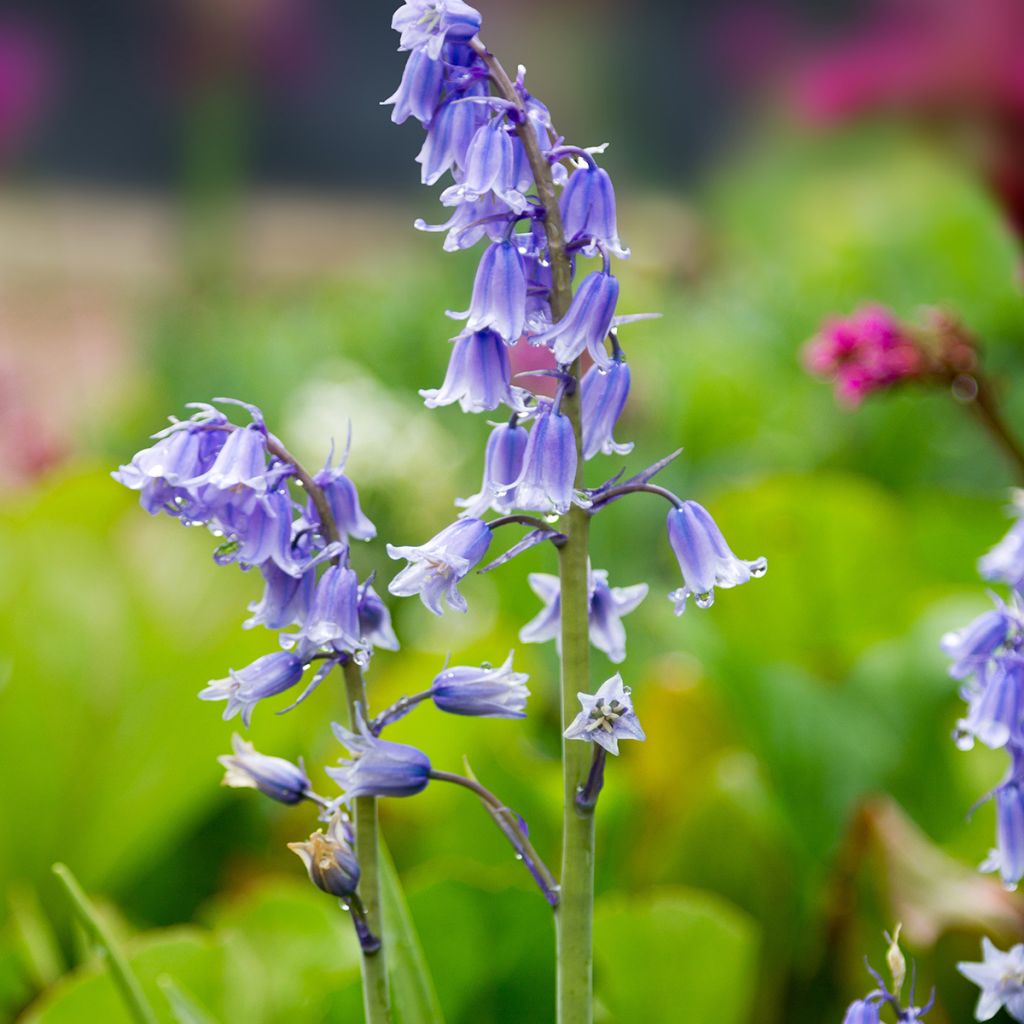 Espanjansinililja - Hyacinthoides hispanica