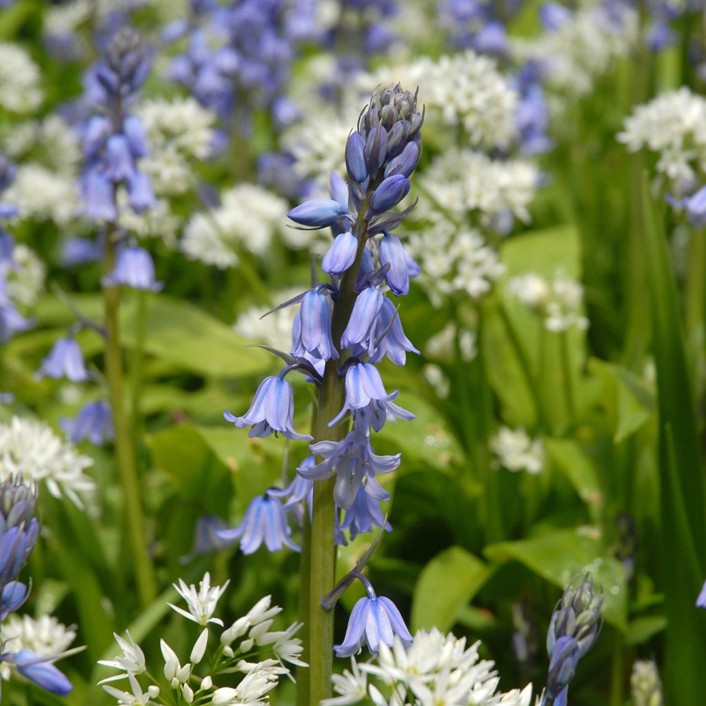 Espanjansinililja - Hyacinthoides hispanica