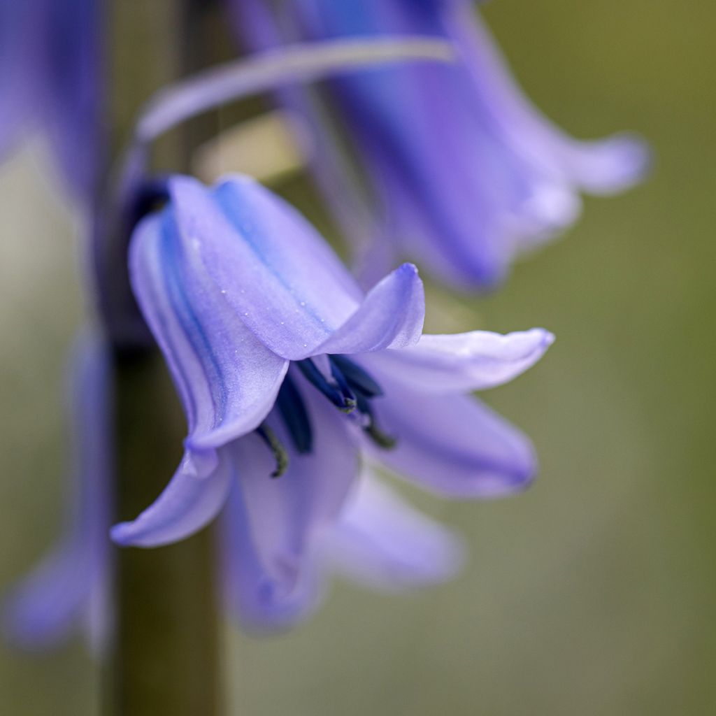 Espanjansinililja - Hyacinthoides hispanica