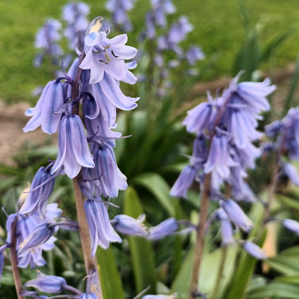 Espanjansinililja - Hyacinthoides hispanica