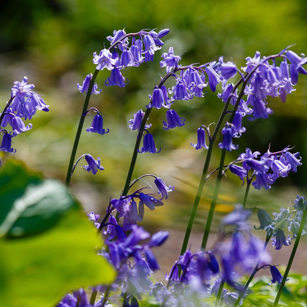 Espanjansinililja - Hyacinthoides hispanica