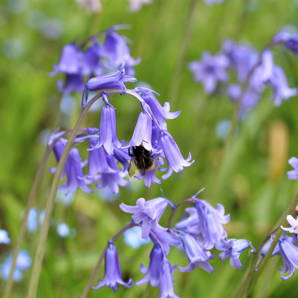 Espanjansinililja - Hyacinthoides hispanica