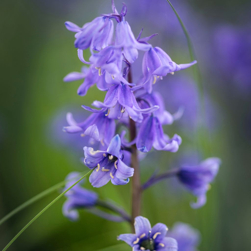Espanjansinililja - Hyacinthoides hispanica