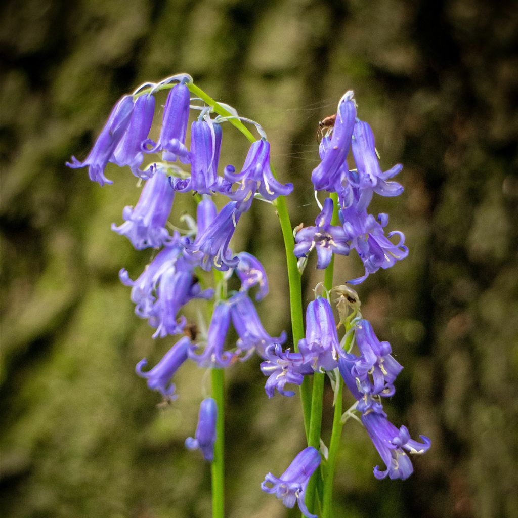 Englanninsinililja - Hyacinthoides non-scripta