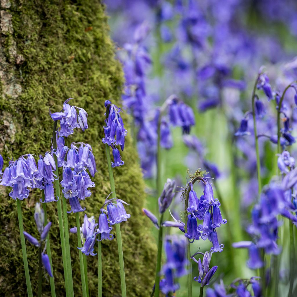 Englanninsinililja - Hyacinthoides non-scripta