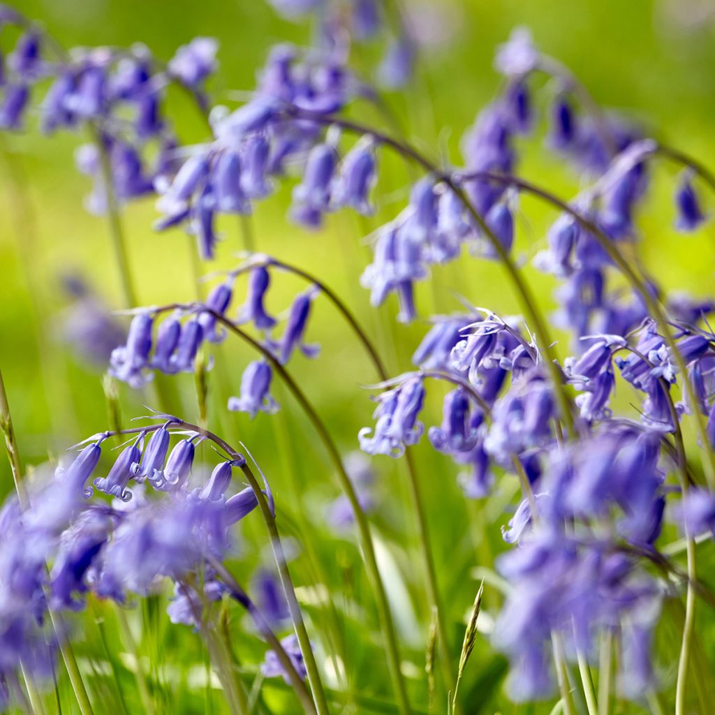 Englanninsinililja - Hyacinthoides non-scripta