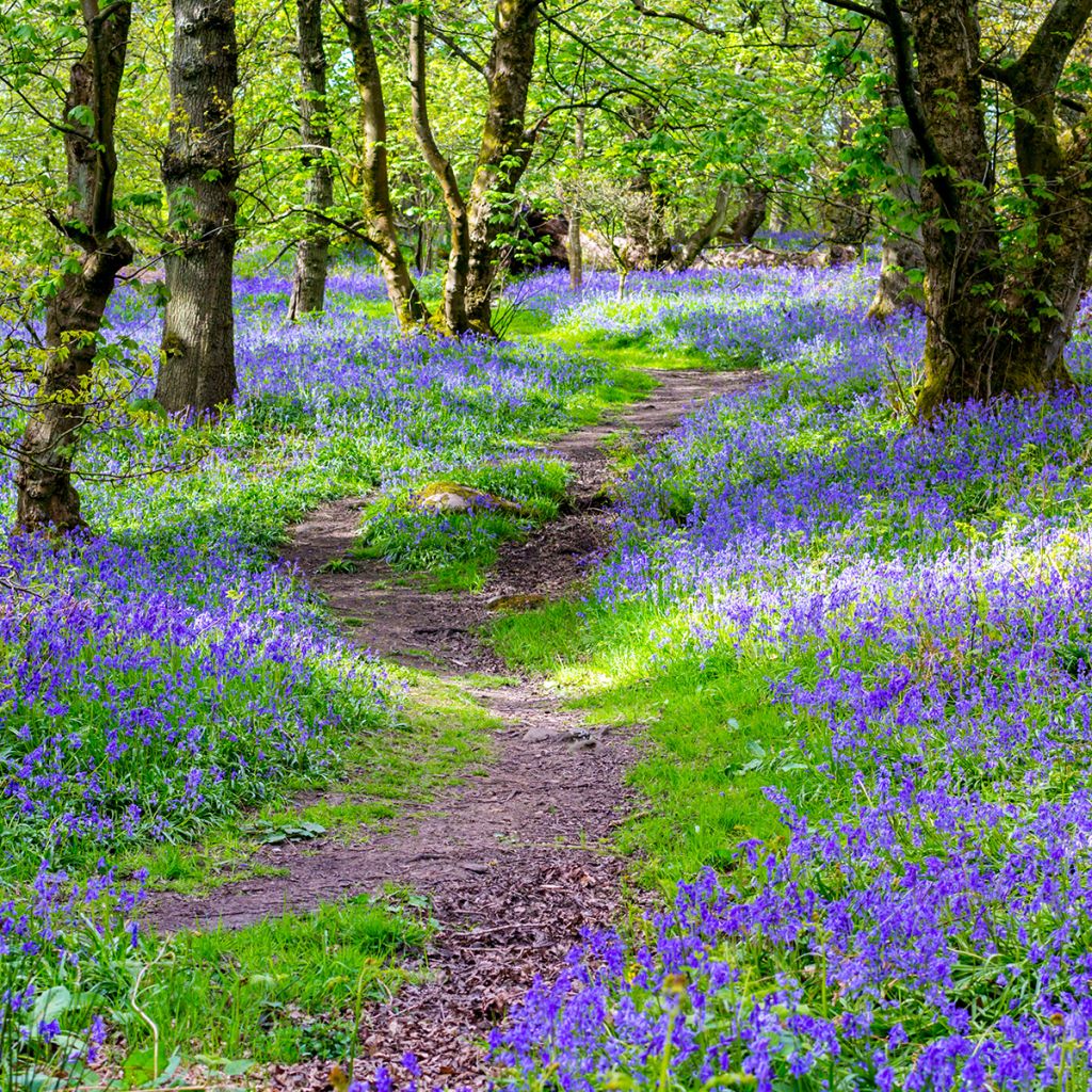 Englanninsinililja - Hyacinthoides non-scripta