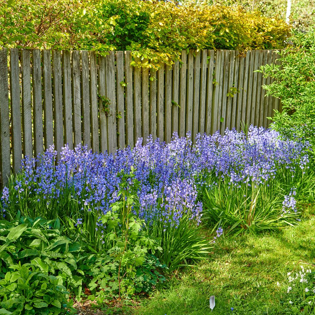 Englanninsinililja - Hyacinthoides non-scripta
