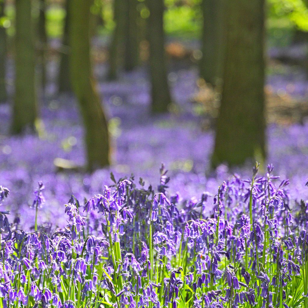 Englanninsinililja - Hyacinthoides non-scripta