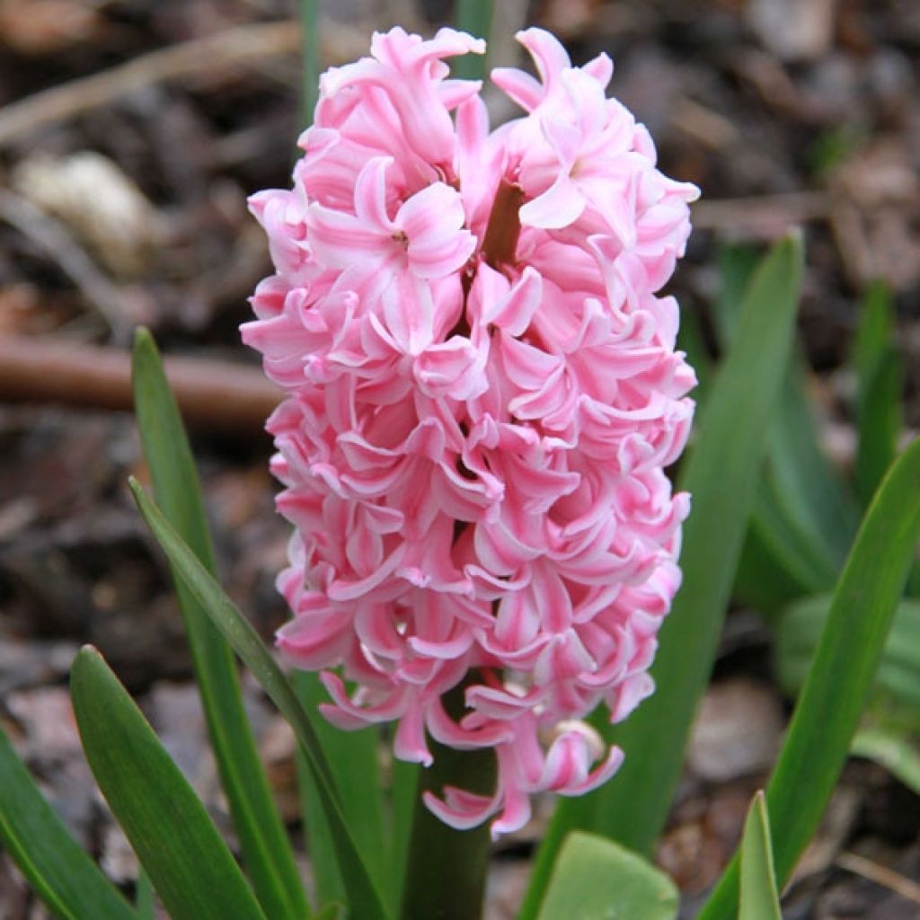 Hyasintti Fondant