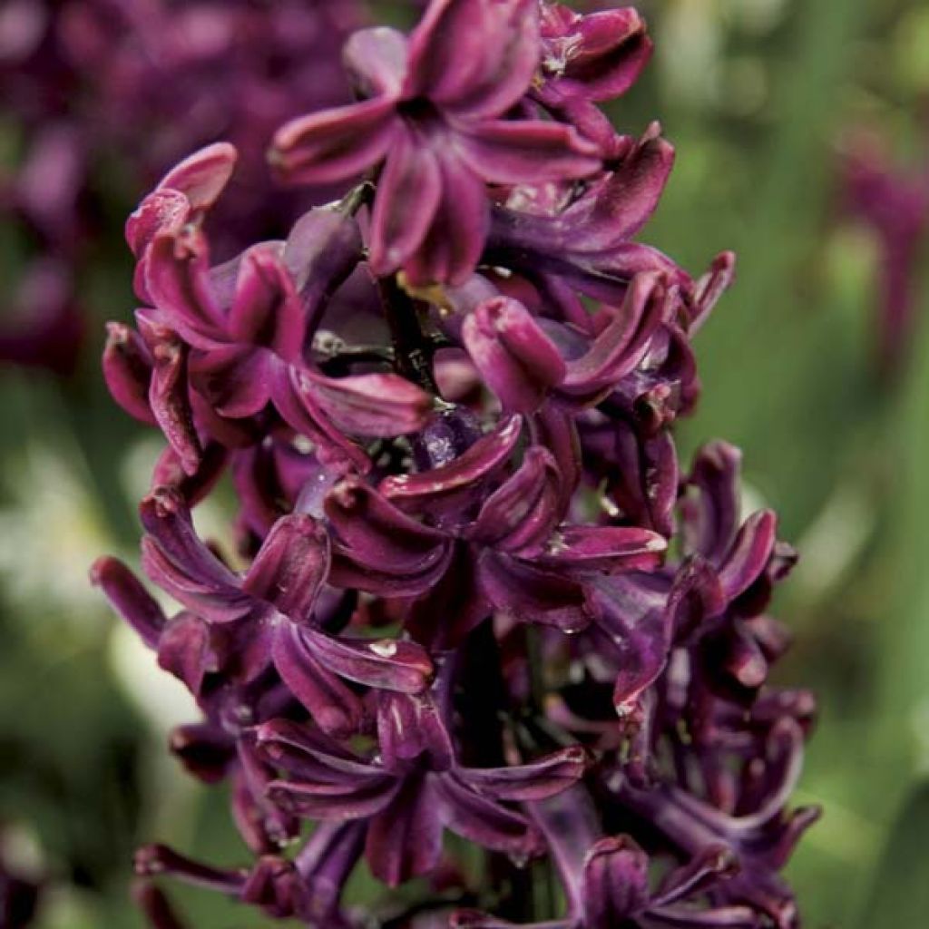 Hyasintti Woodstock