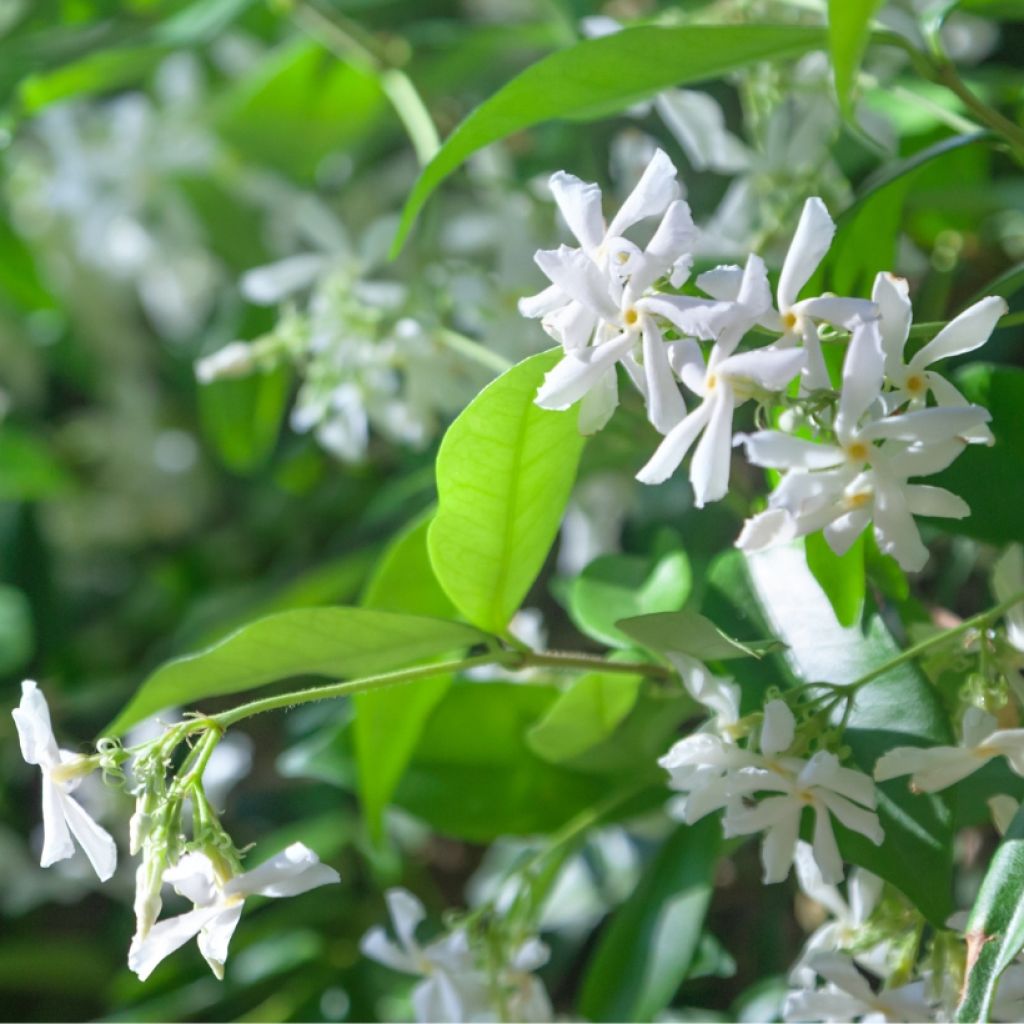 Tähtijasmiini - Trachelospermum jasminoides