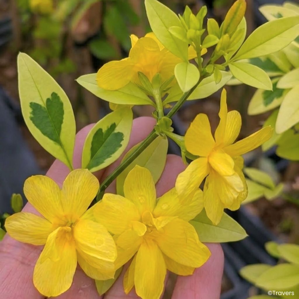 Kevätjasmiini Goldtouch