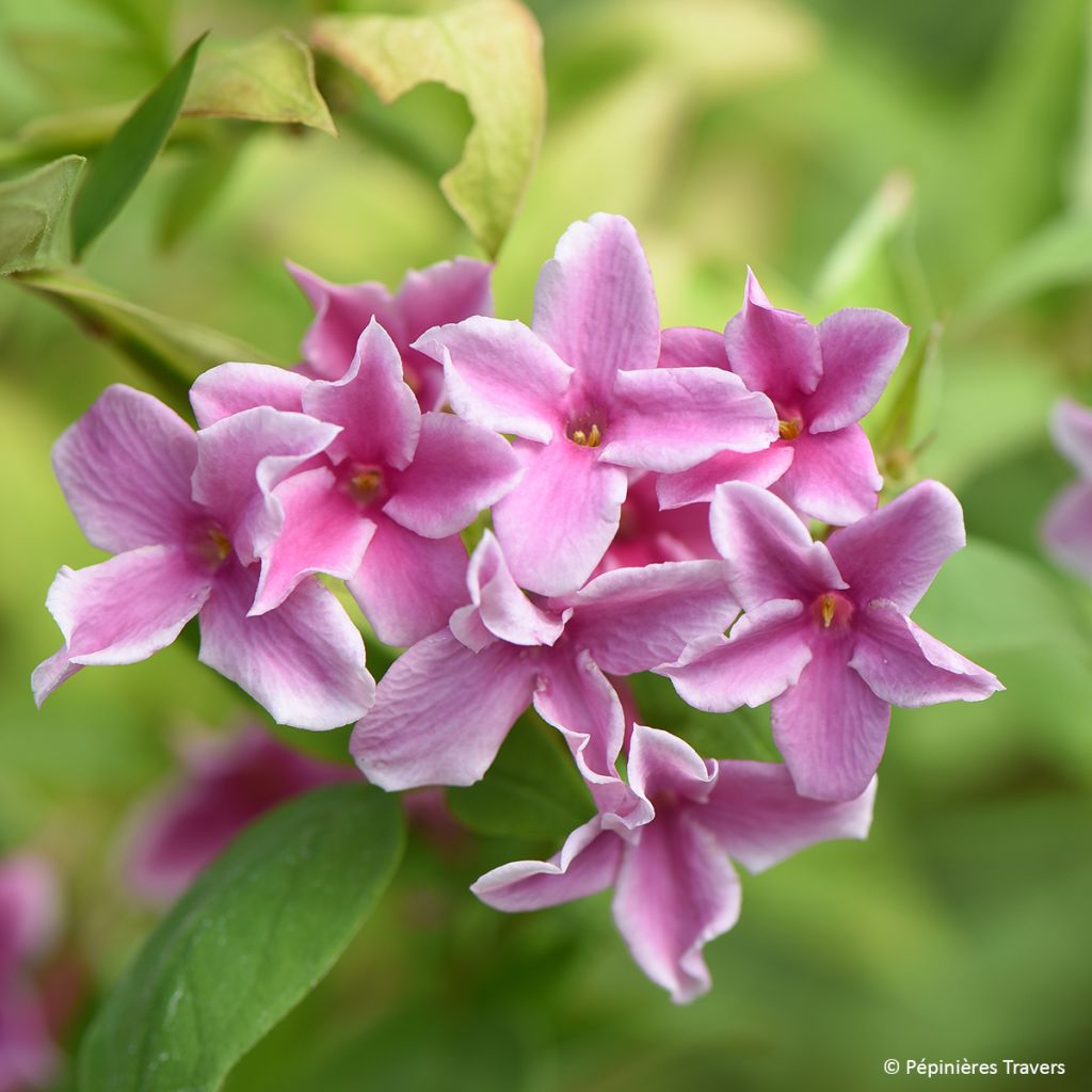 Jasmiini Starry Summer Scent