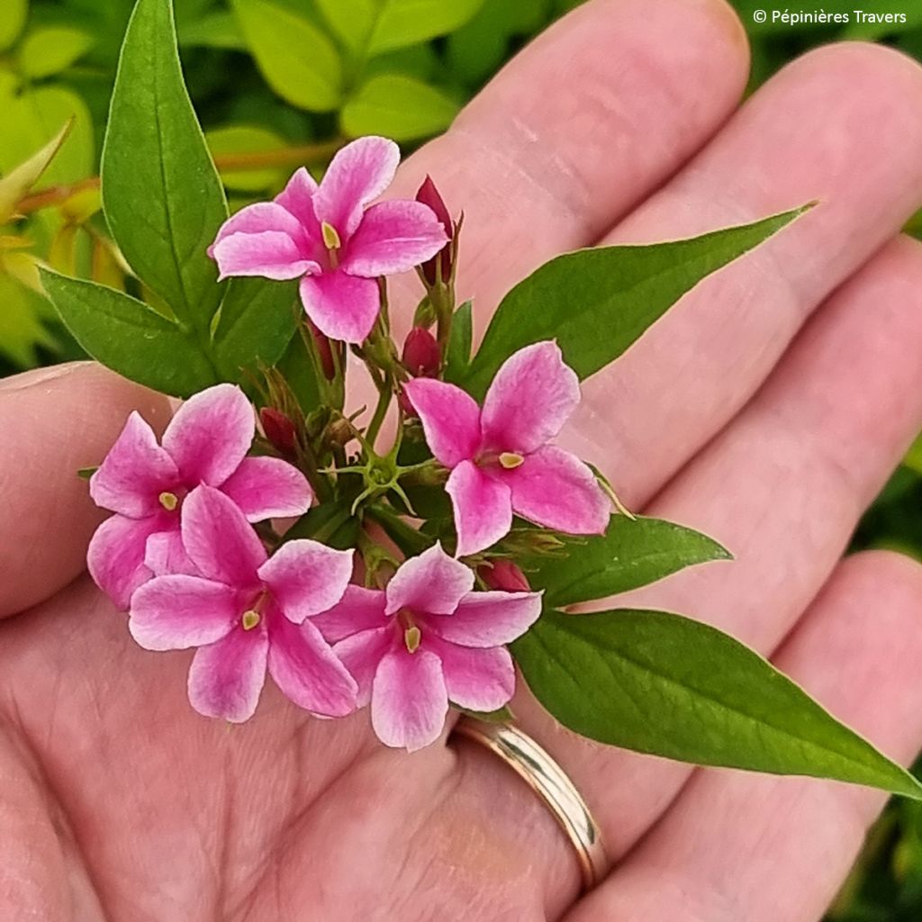 Jasmiini Starry Summer Scent