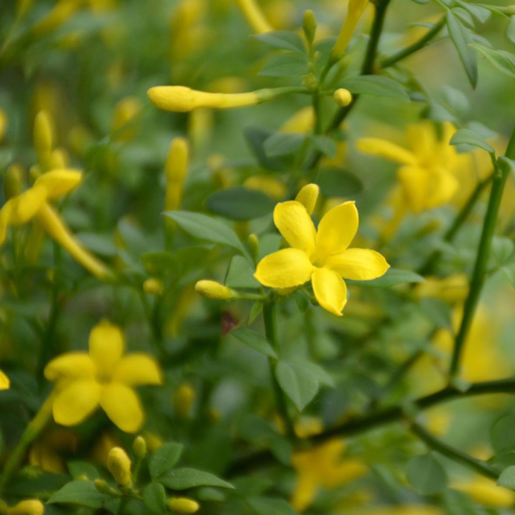 Chrysojasminum fruticans