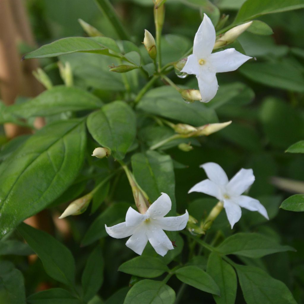 Jasmiini - Jasminum officinale