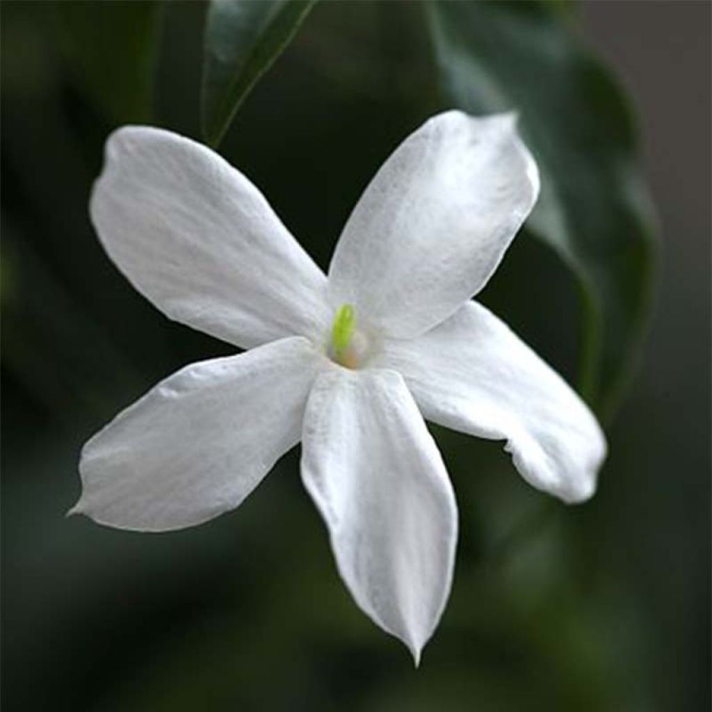 Jasmiini - Jasminum officinale