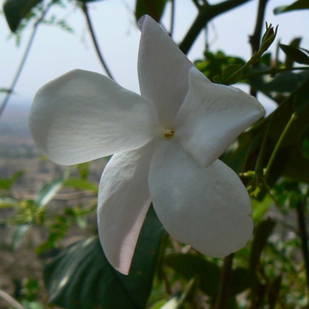Jasmiini - Jasminum officinale