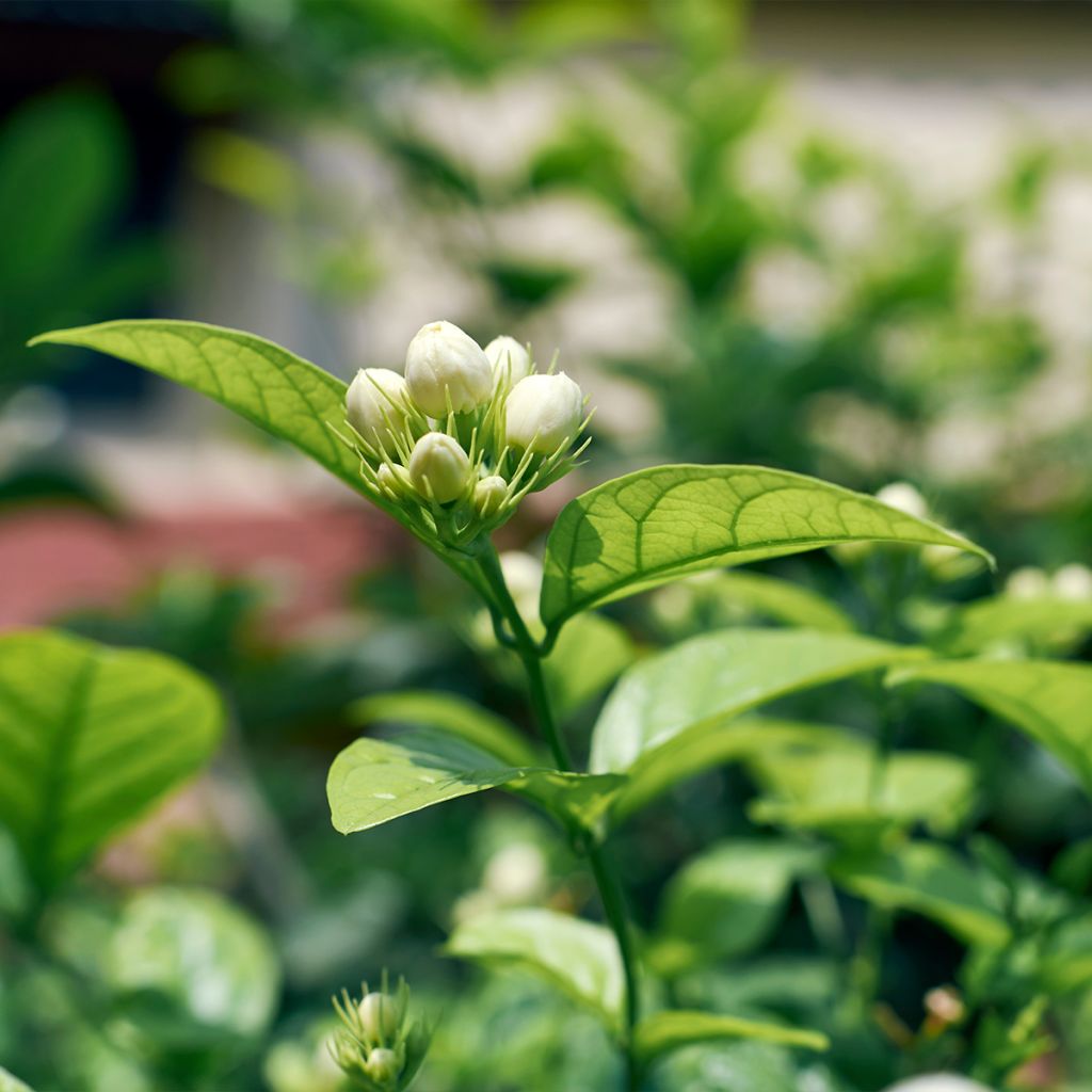 Arabianjasmiini - Jasminum sambac