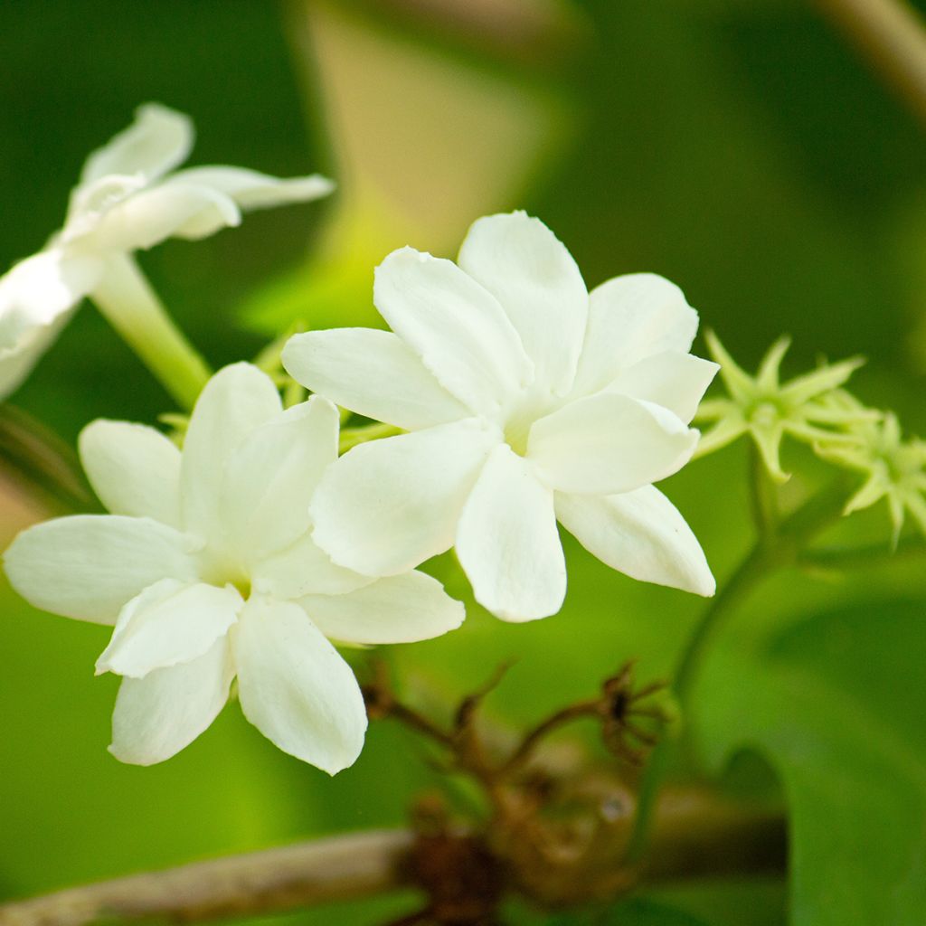 Arabianjasmiini - Jasminum sambac