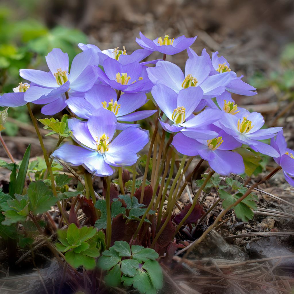 Varjonäkki - Jeffersonia dubia