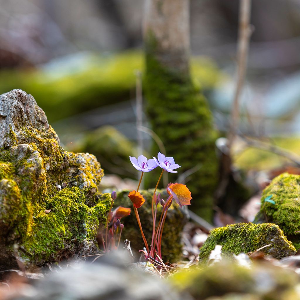 Varjonäkki - Jeffersonia dubia