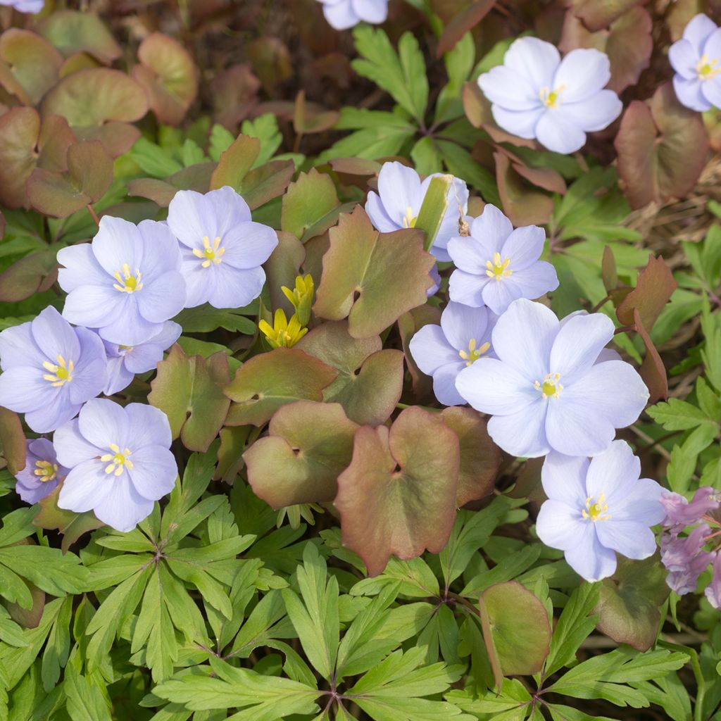 Varjonäkki - Jeffersonia dubia