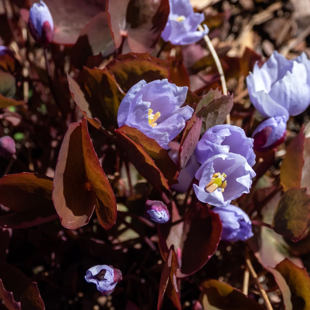 Varjonäkki - Jeffersonia dubia
