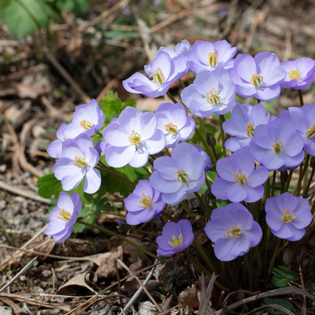 Varjonäkki - Jeffersonia dubia