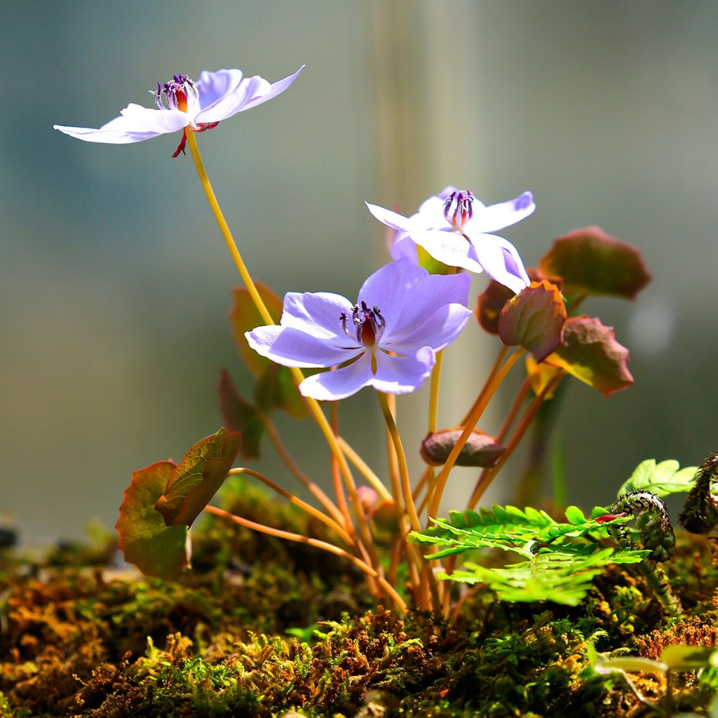 Varjonäkki - Jeffersonia dubia