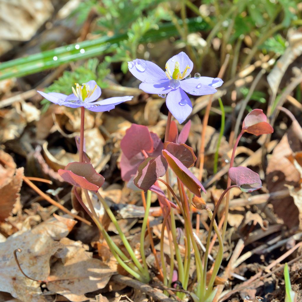Varjonäkki - Jeffersonia dubia