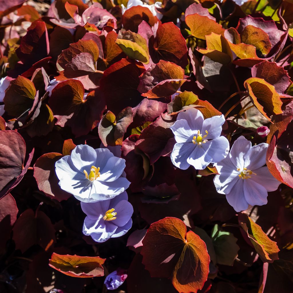 Varjonäkki - Jeffersonia dubia