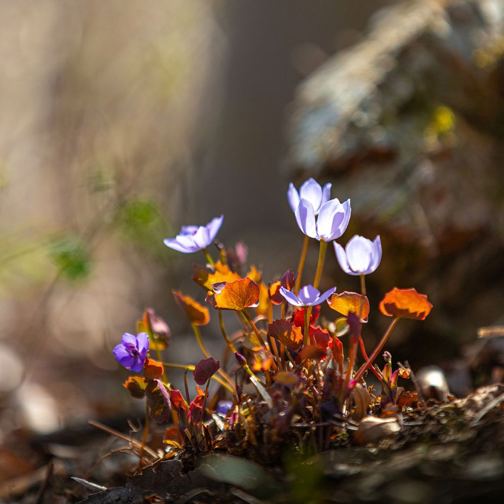 Varjonäkki - Jeffersonia dubia