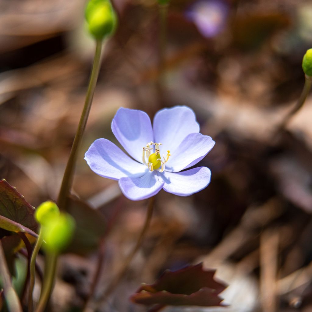 Varjonäkki - Jeffersonia dubia