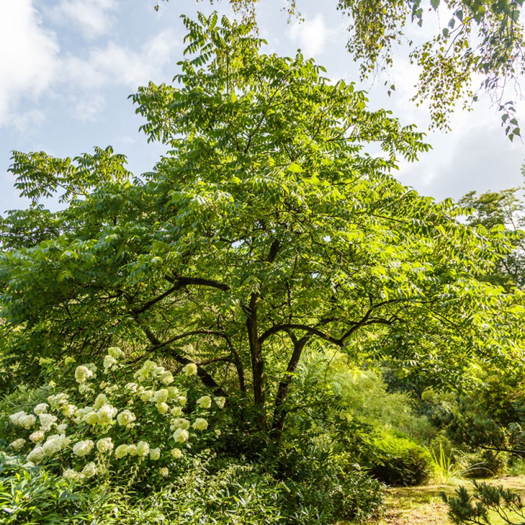 Amerikanjalopähkinä - Juglans cinerea